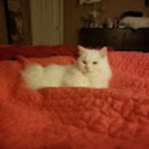 Meet your Posher, Sheila